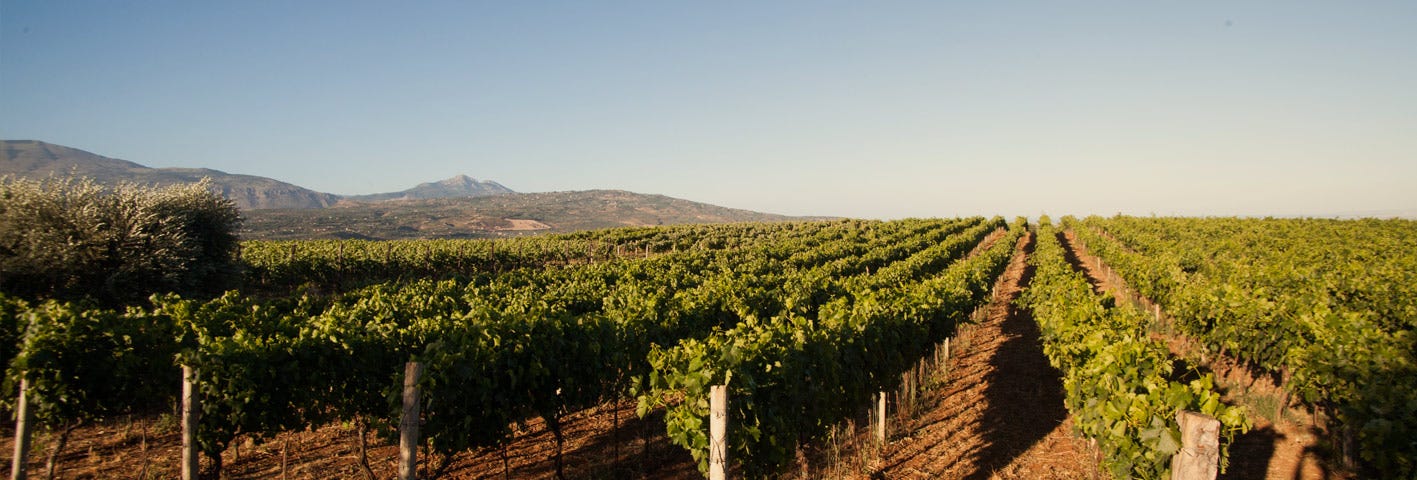 Cantine Viola white grape vineyards in Calabria, Southern Italy.