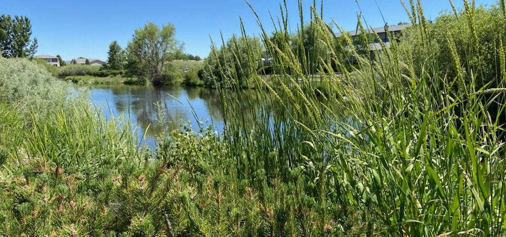 A green wetland area with a pond and blue sky in the background.