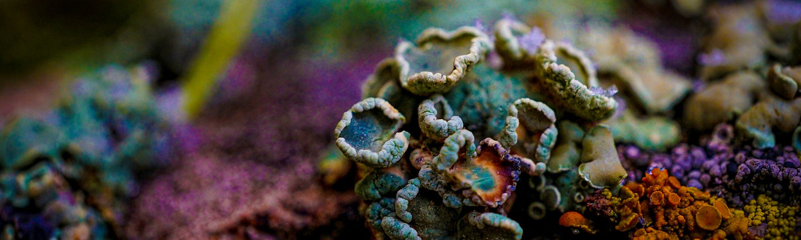 Colorful lichen growing on a rock.