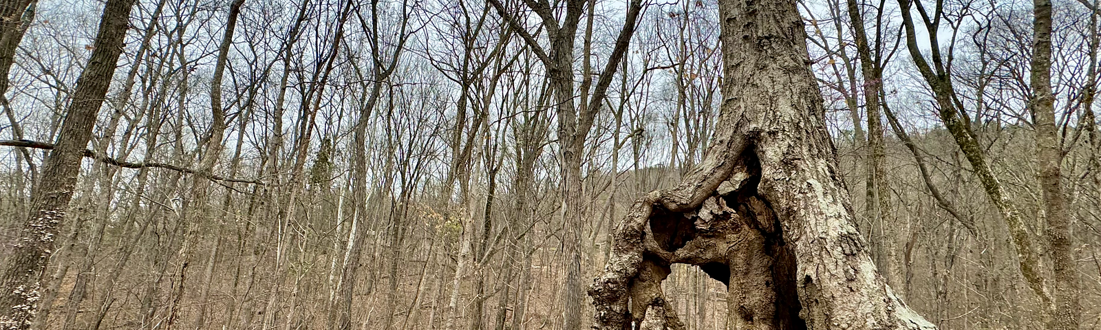 Photo of a forest landscape from near ground level, with brown leaves in the foreground and bare deciduous trees in the background, with the outline of a wooded ridge against an overcast sky. The focal point on the right side of the image is a tree with a gnarled base and a hole straight through it.