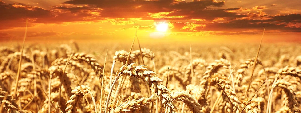 Wheat field shining golden as the sun sets.