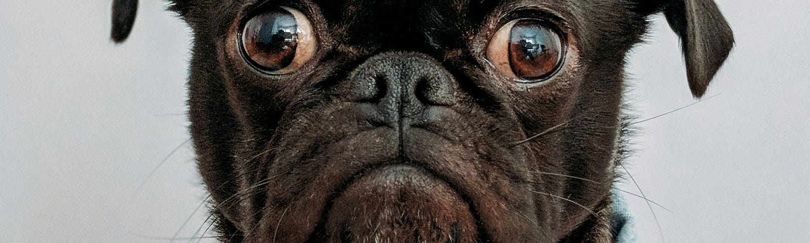 close up of a boxer dog’s face with a very human expression of surprise. (F-Bomb)