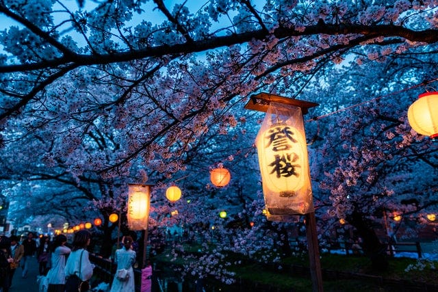 A sidewalk in Japan strung with paper lanterns and overhanging cherry blossom branches.
