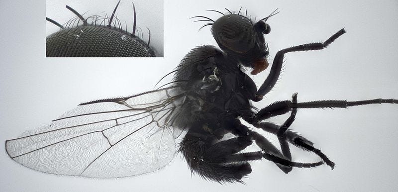 An image of a black fly with its wings exposed