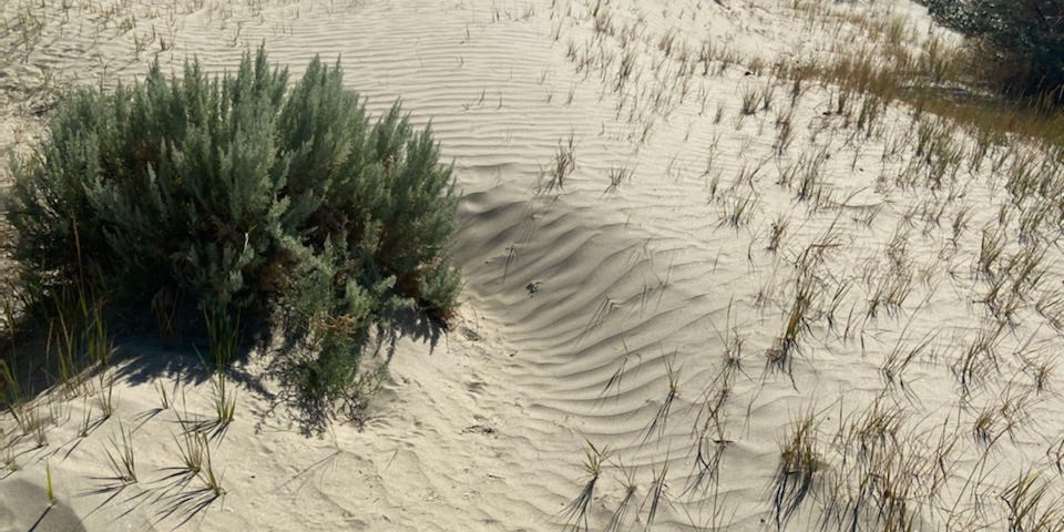 A sand dune with wind ripples and sparse vegetation.