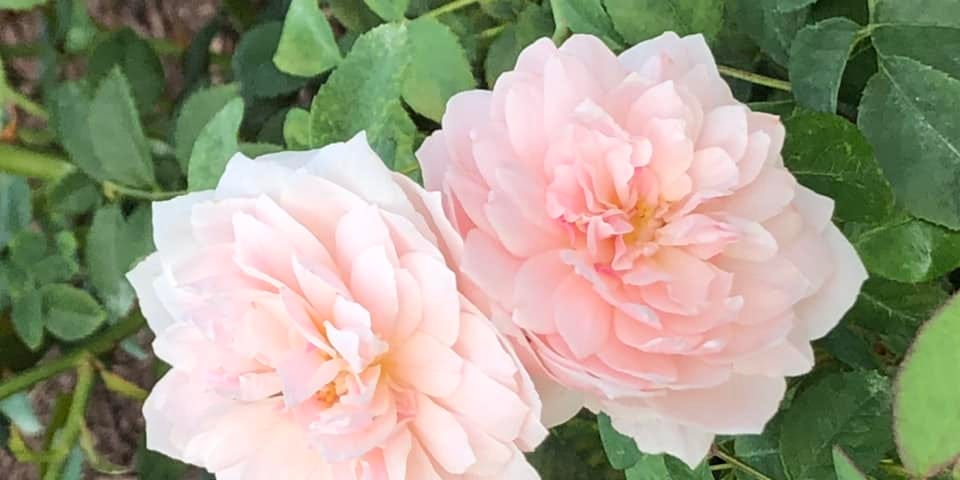 Two pale pink flowers nestled against each other