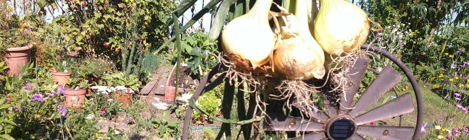 Photograph showing a bunch of onions tied to a bicycle garden ornament drying in the summer sunshine of an English country garden