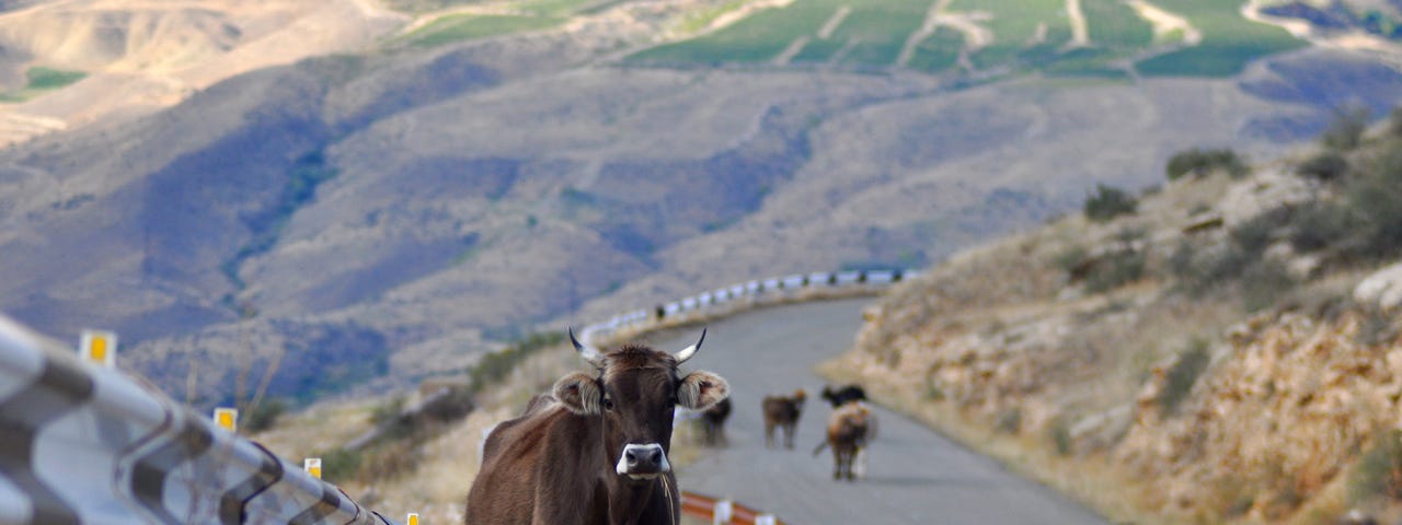 Cows on the road in Armenian mountains.