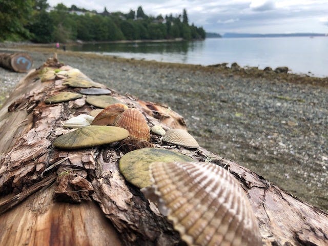 Shells on a log at the beach as a reminder to be in the moment and enjoy the beauty around us.