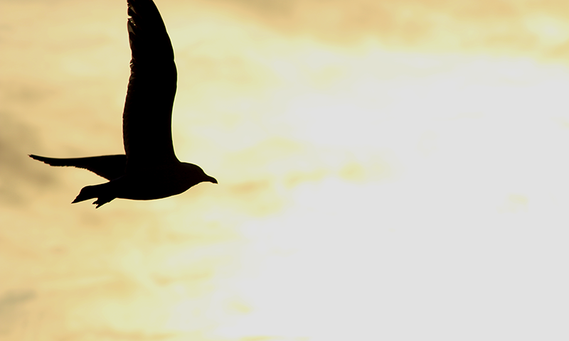 A seagull as a siloutte against a yellowish sunset.