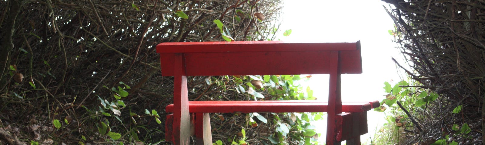 a photo of a red bench set between some shrubs with a gap between them overlooking the sea