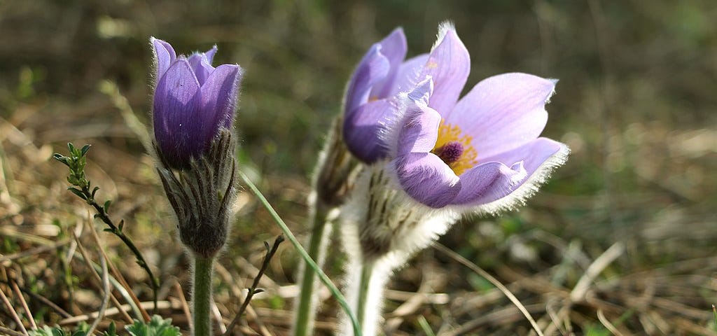 Prairie Crocus flower