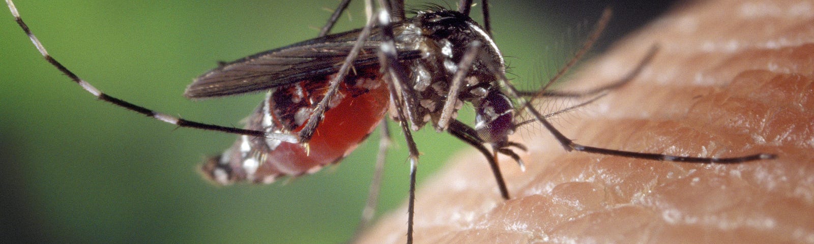 A mosquito biting.