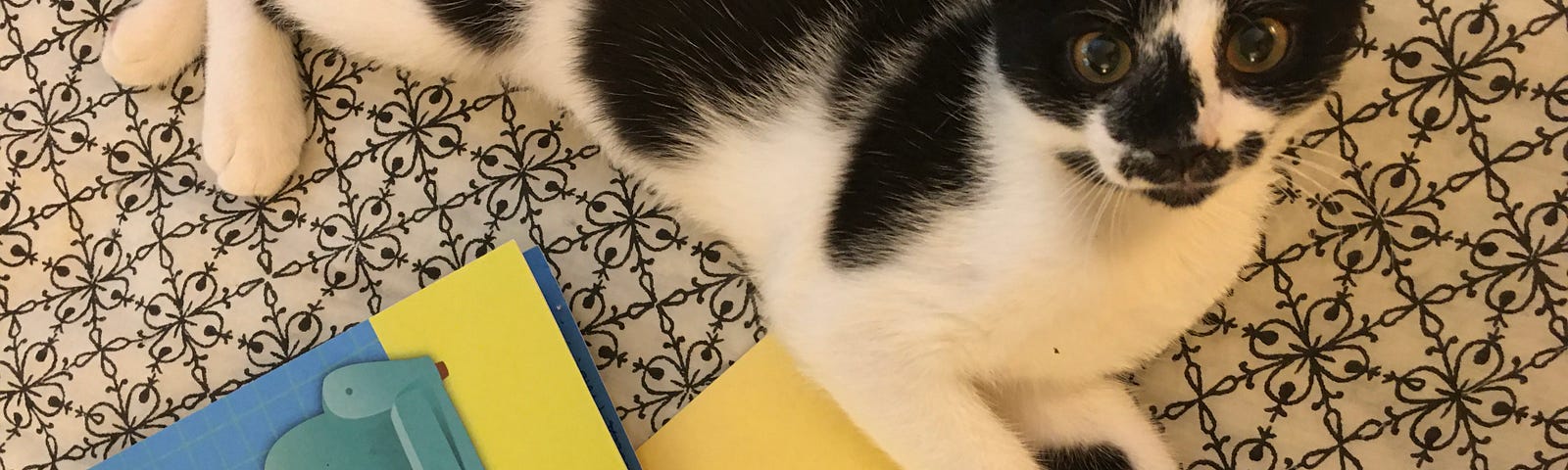 Author’s photo of Bella — a black and white kitten lying on a bed with a birthday card