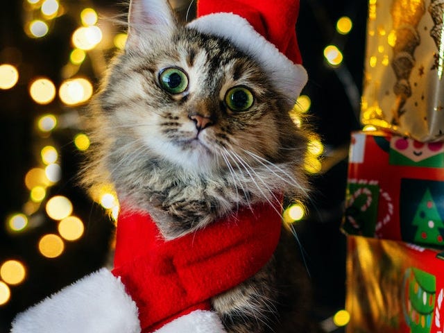 Cat in a Santa hat and scarf with presents.