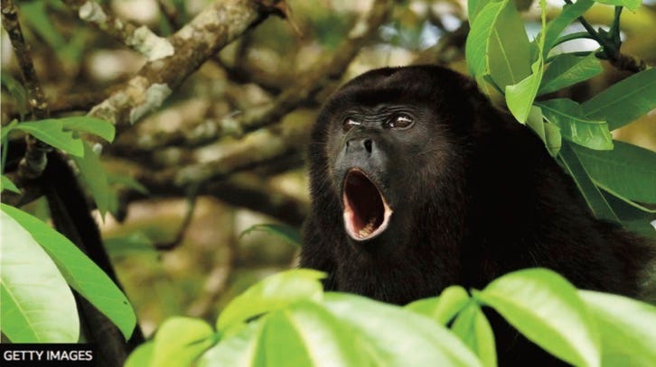 Photo of Howler monkey howling