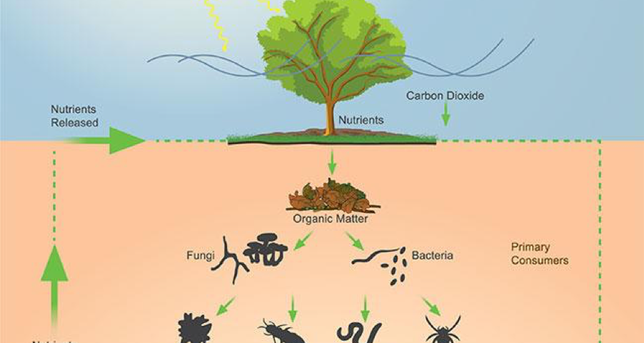 The Soil Food Web, courtesy of Bigstock.com