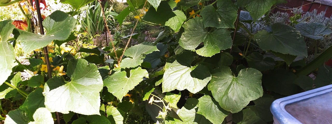 cucumber leaves