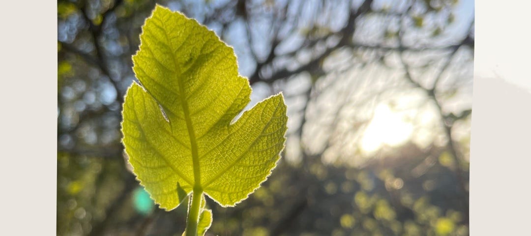 A green spring leaf, backlit by sunshine.