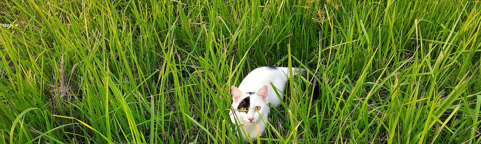 My cat Mini is hunting flies in the grass