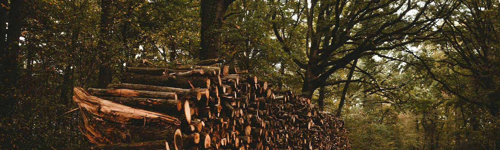 Stacked logs in a woodland glade.