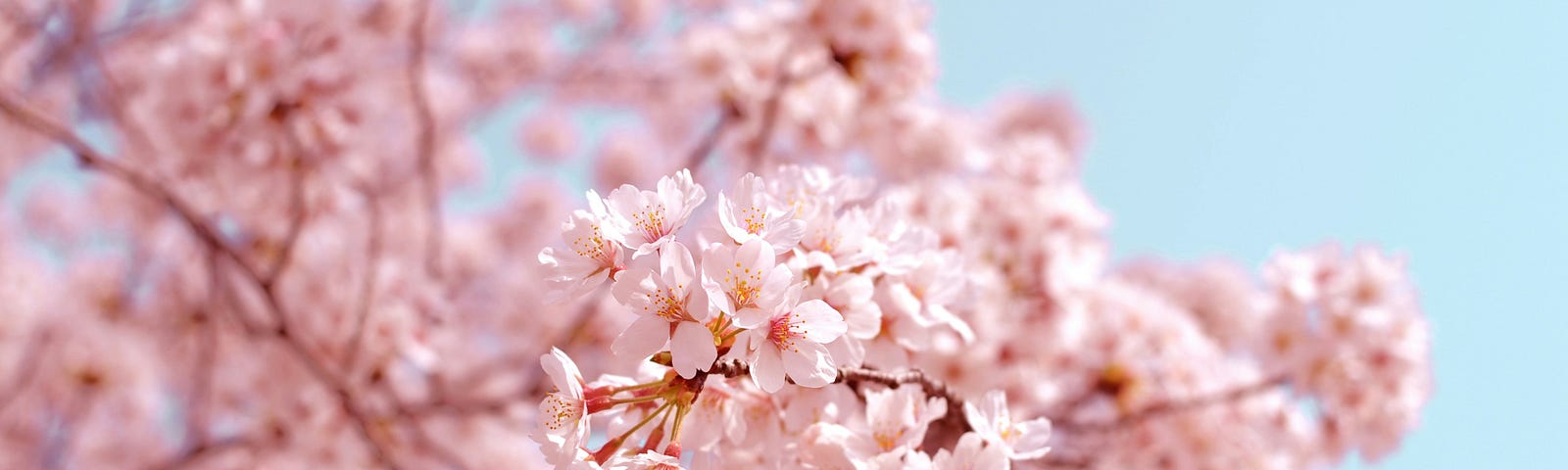 Japanese cherry blossom, also known as sakura