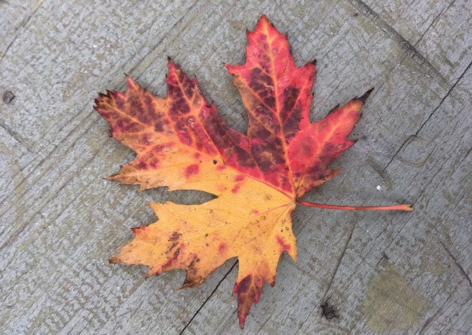 Yellow and red maple leaf laying on wooden background