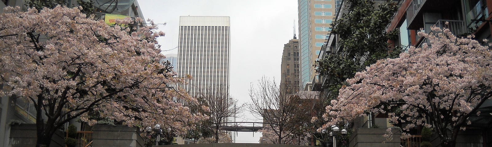 A photo of blossoming Japanese cherry trees lining both sides of a promenade that reaches towards the city skyline.