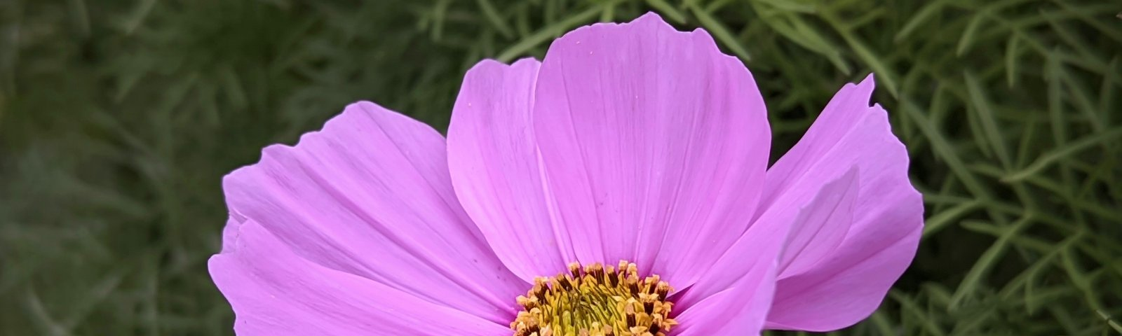 The capture of a pink Cosmos flower.