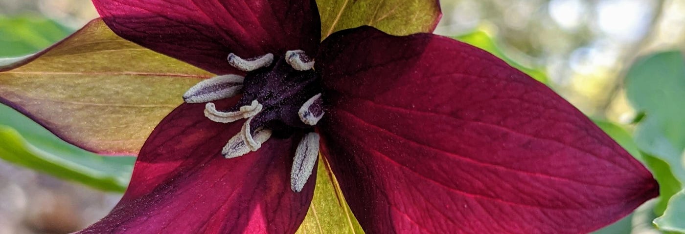 A macro shot of a red trillium flower with trees and a sunlit sky in the background.