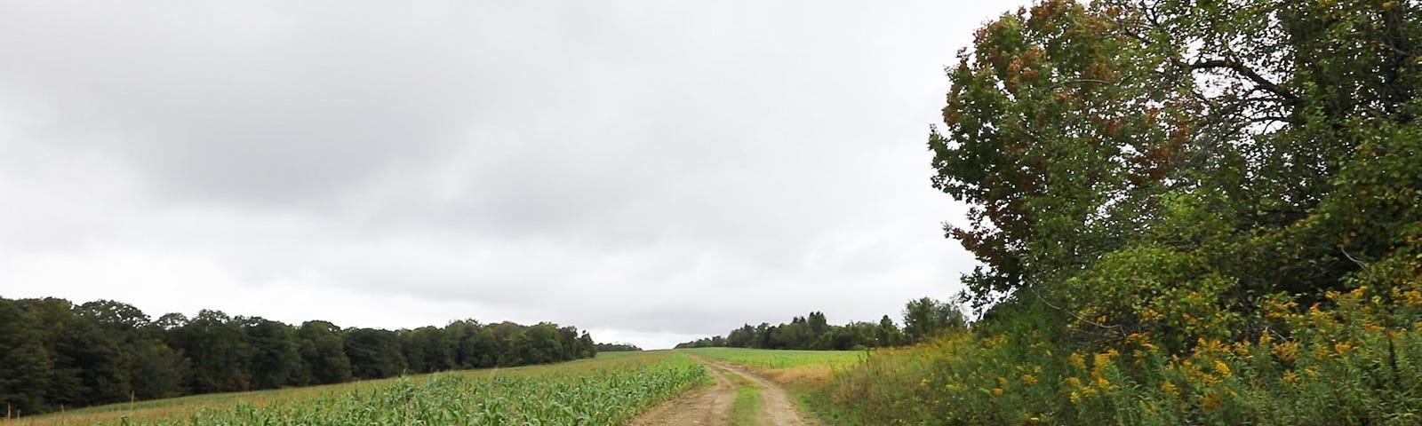 a dirt road winds through an open farm field and trees in the distance