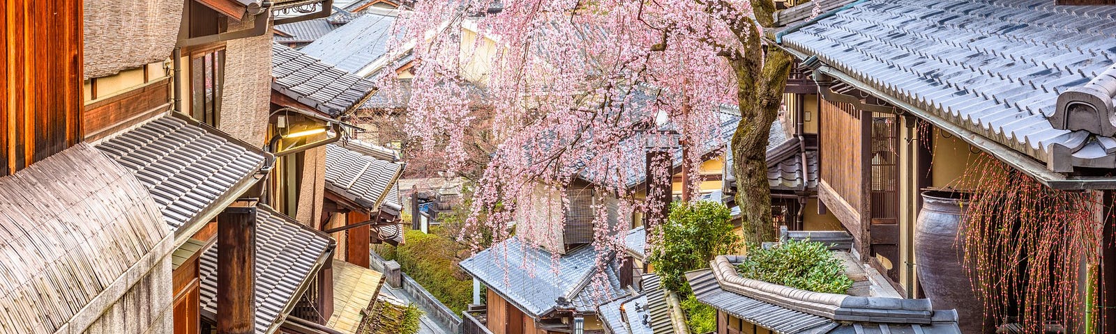 Cherry tree in bloom overhanging a narrow walkway sided by old wooden buildings.