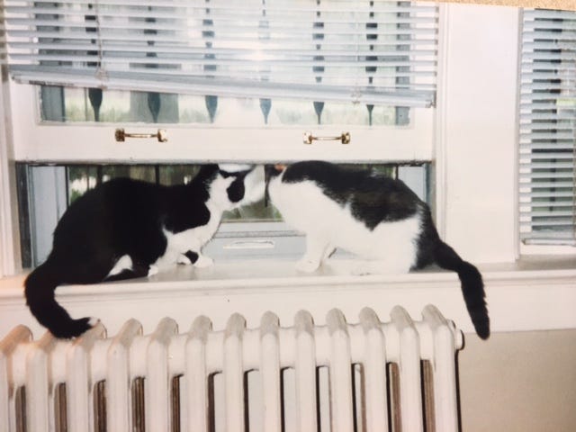 Author’s photo of her two black and white cats looking out the window