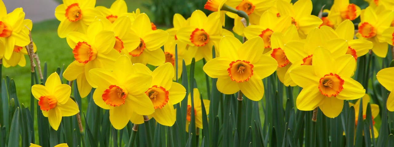 Yellow and orange daffodil flowers growing