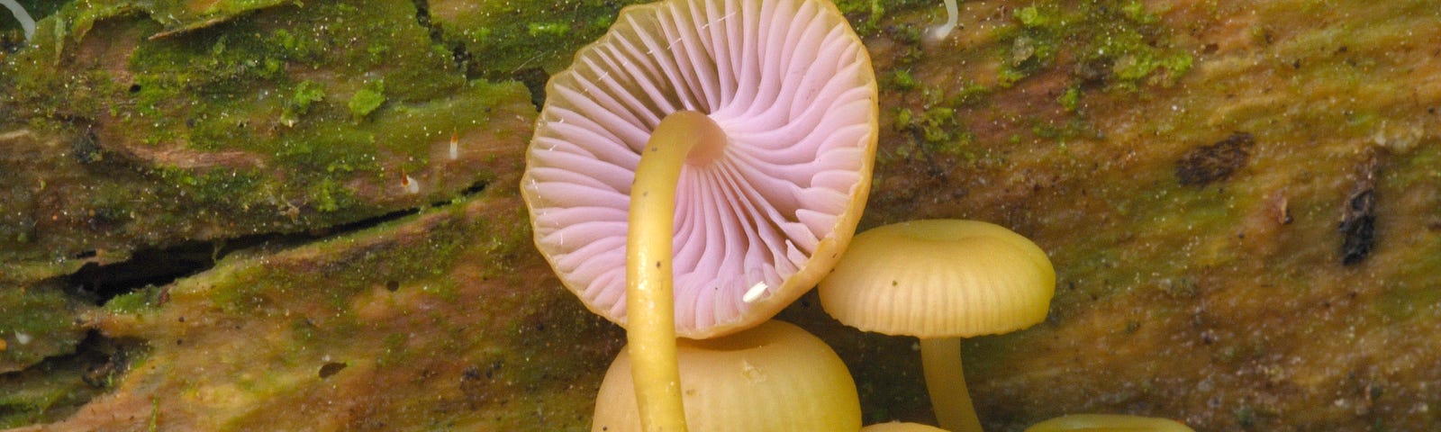 Five yellow mushrooms growing under on a mossy log. The largest mushroom shows the pink underside.