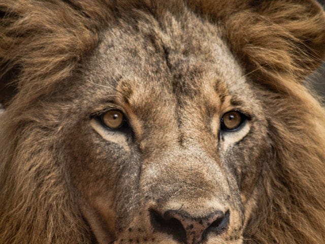 Closeup picture of lion’s face