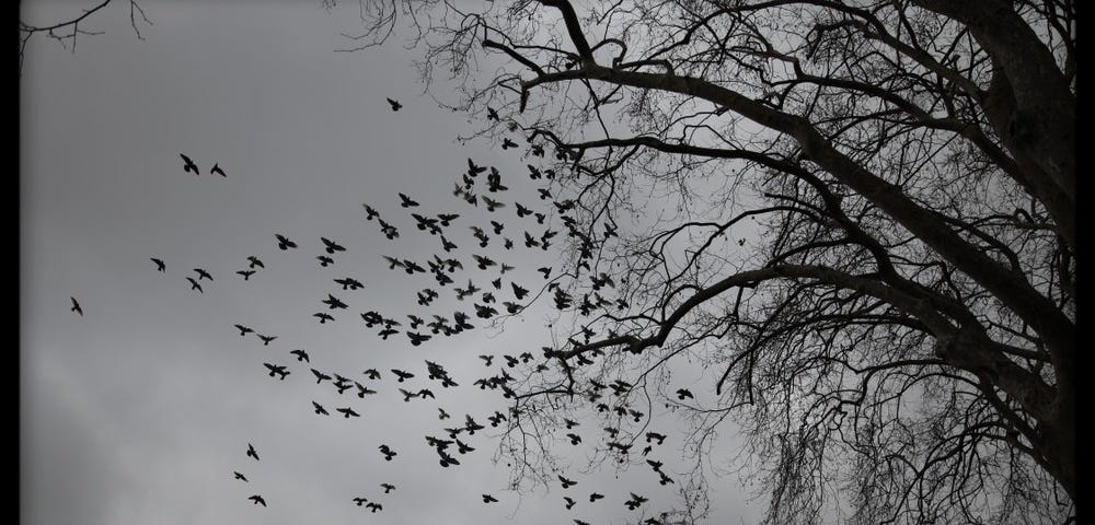 grayscale: cloudy day, blackbirds in flight off leafless tree.
