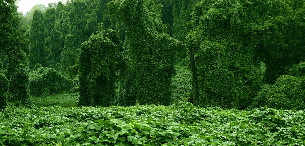 Kudzu growing in the jungle, its leaves covering everything