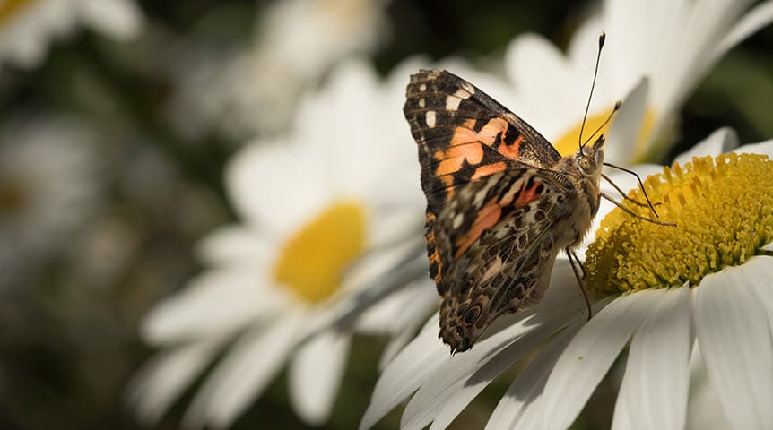 Butterfly on a white and yellow flower