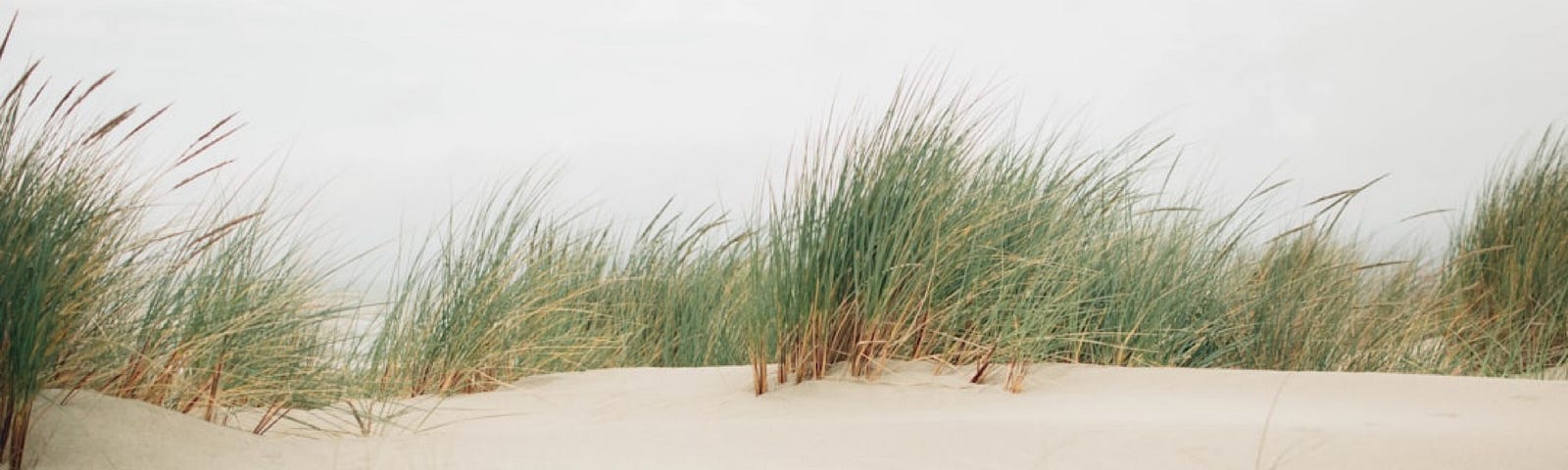 Sand dunes with beach grasses, gently bent in the breeze, growing on top.