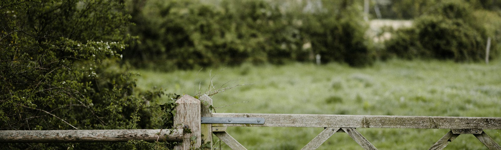 A green, leafy hedgerow and field, viewed through a faded wooden gate.