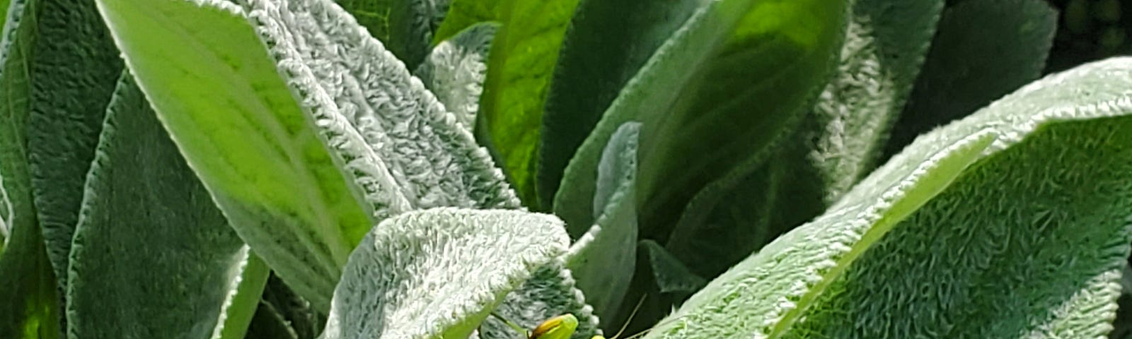 Small praying mantis on the underside of a lamb’s ear leaf