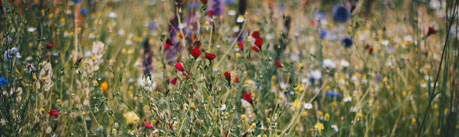 Photo by Kristina Paukshtite: https://www.pexels.com/photo/blue-white-and-red-poppy-flower-field-712876/