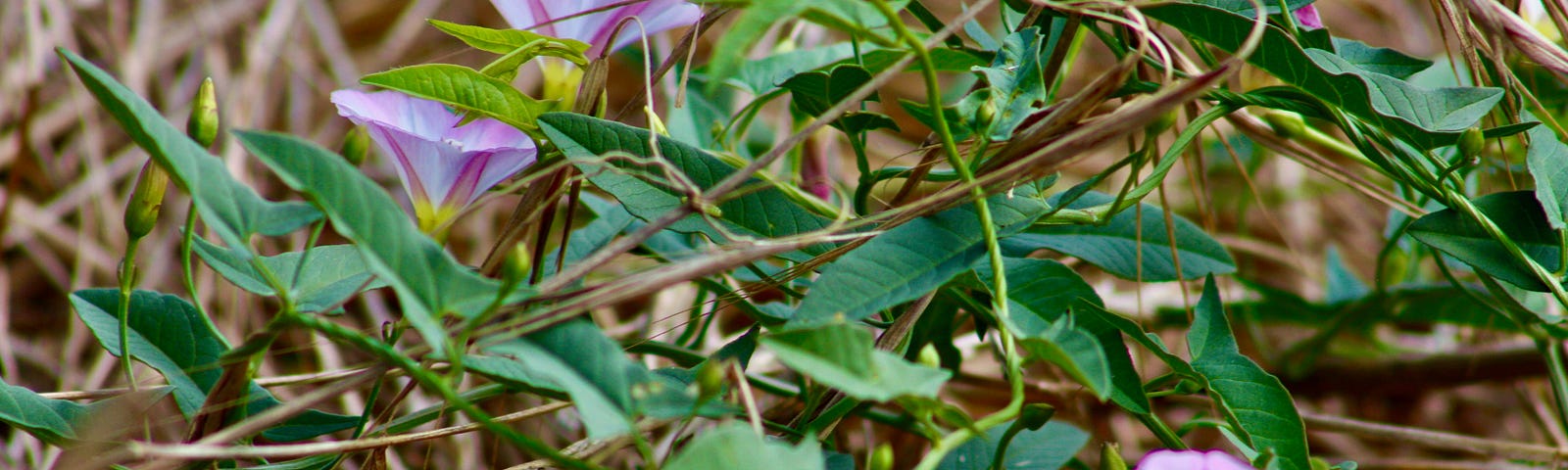 A photo of pink flowers poking from the ground