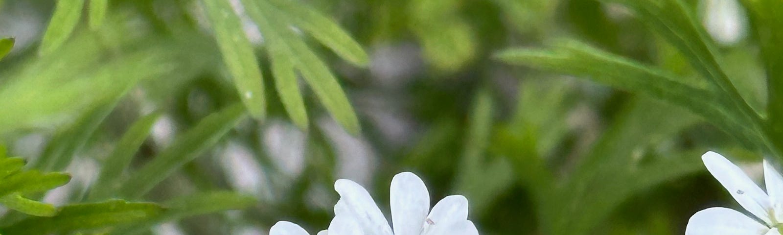 White flowers in a circle around littler one that are just buds all curled up