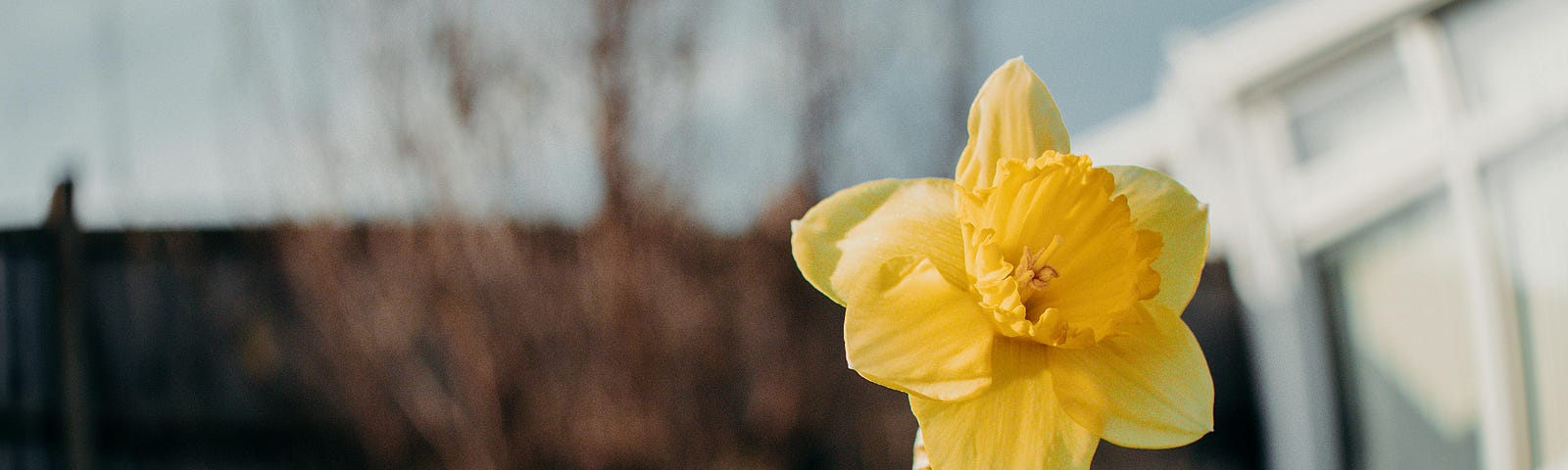 single yellow flower