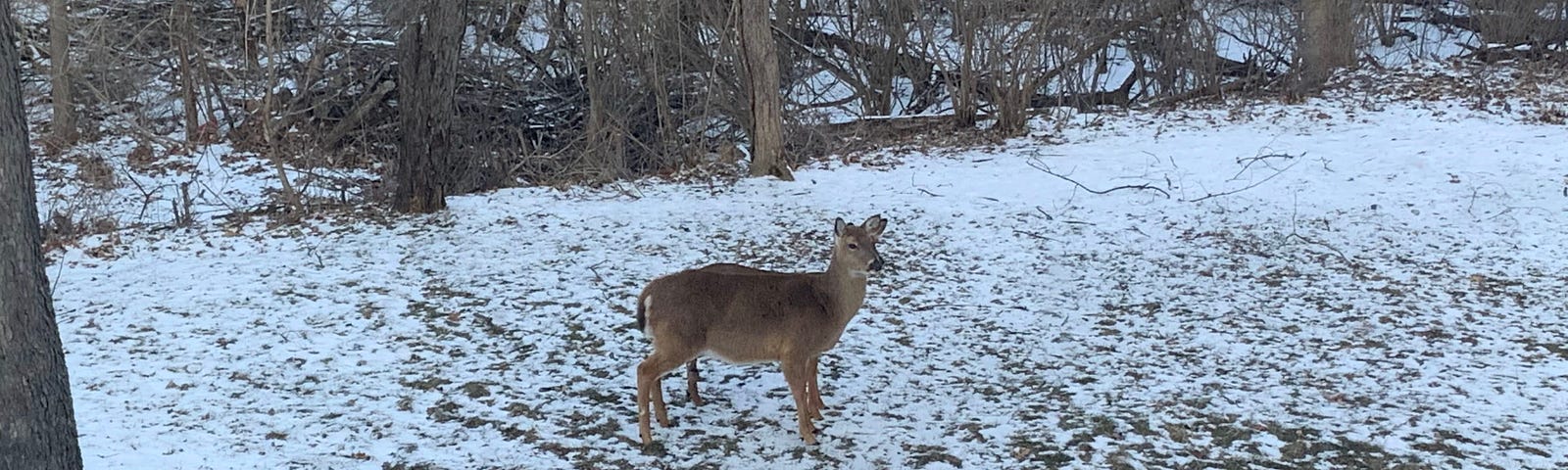 A deer located in my snow covered backyard.
