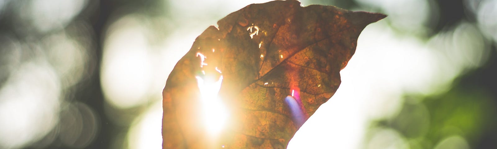 Looking at the sun through the crack of a brown leaf