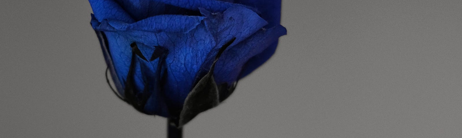 Image of a blue rose with a dark colored stem against a grey/white background.