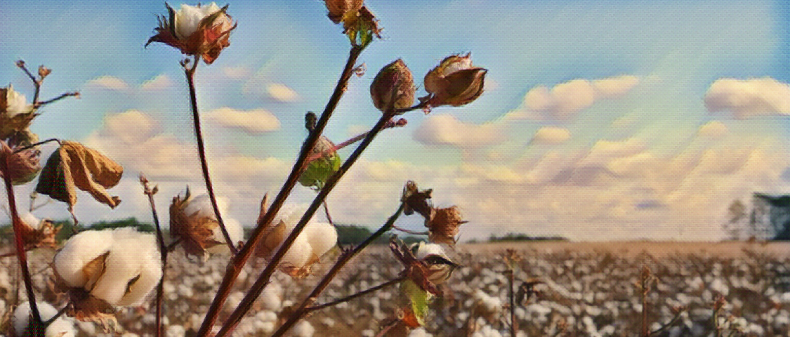 Close up of a stalk of cotton with puffs of cotton on some stems and bolls on others. A field of cotton is behind it with blue skies and fluffy clouds.